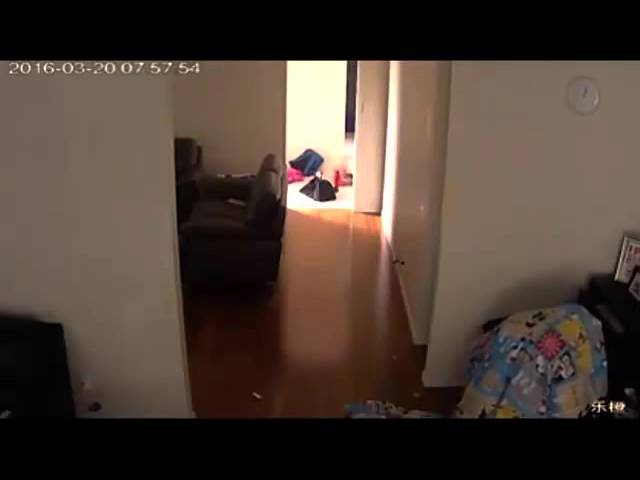 New Zealand burglar hides from camera under child's blanket