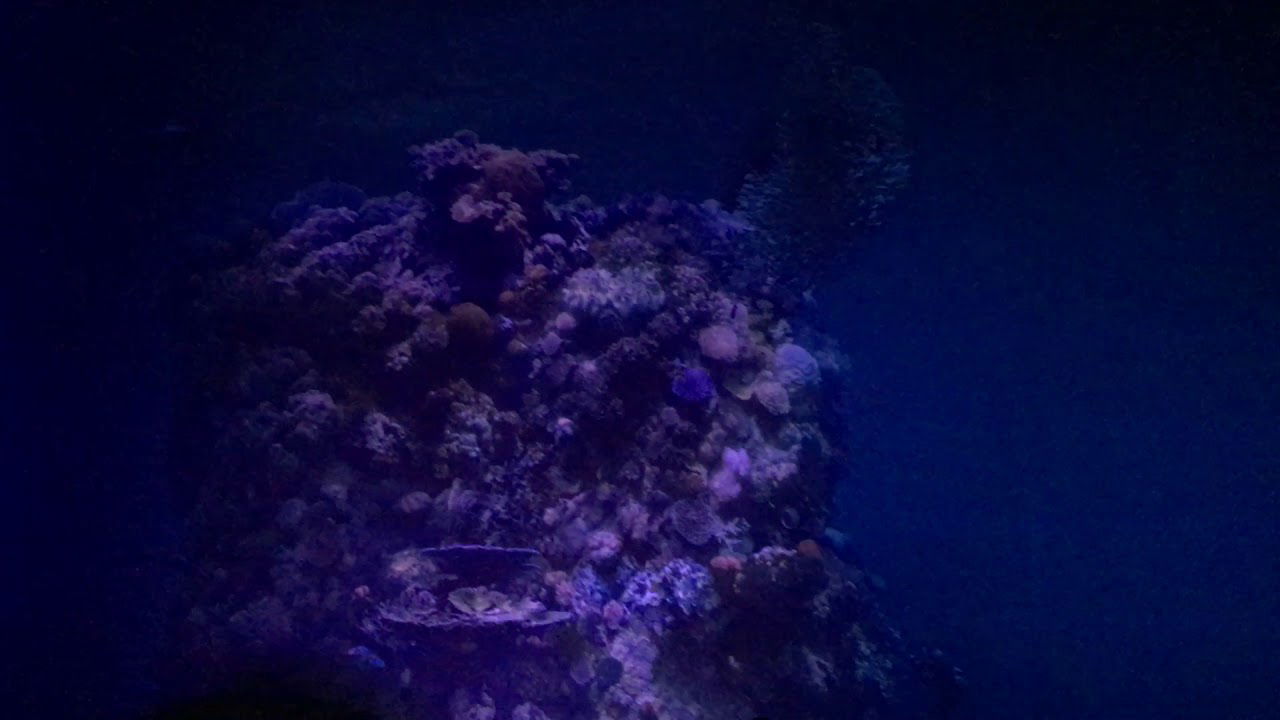 Abtauchen im Pforzheimer Gasometer: GREAT BARRIER REEF - Wunderwelt Korallenriff