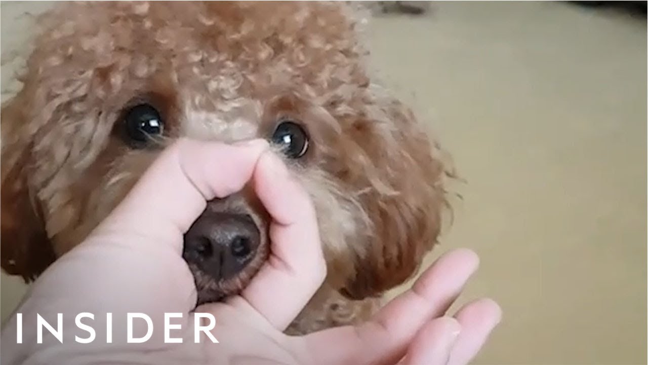 Dogs Everywhere Are Doing The Snoot Challenge