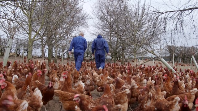 Egg Sheeran helps Yorkshire hens get laid