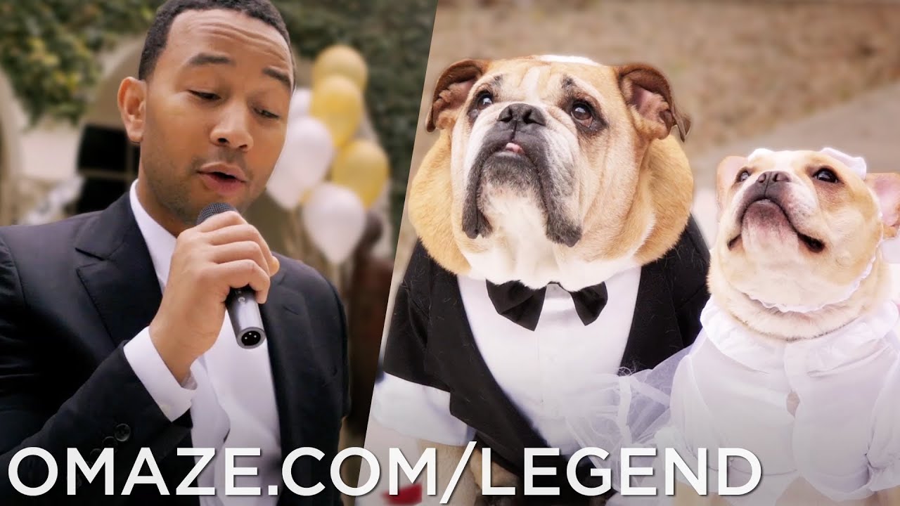 John Legend Dog Wedding (for Charity)