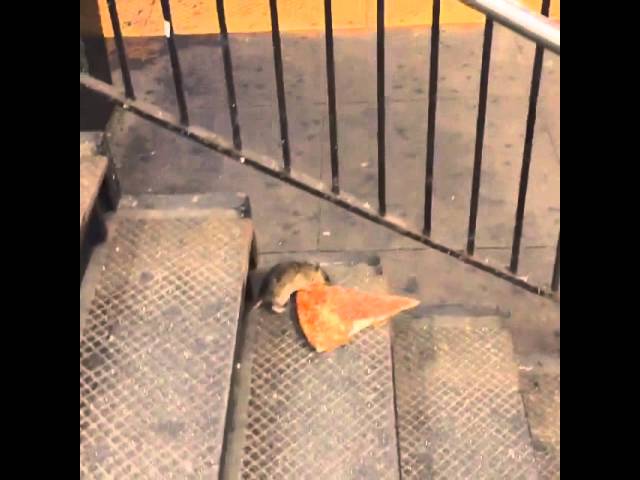New York City rat taking pizza home on the subway