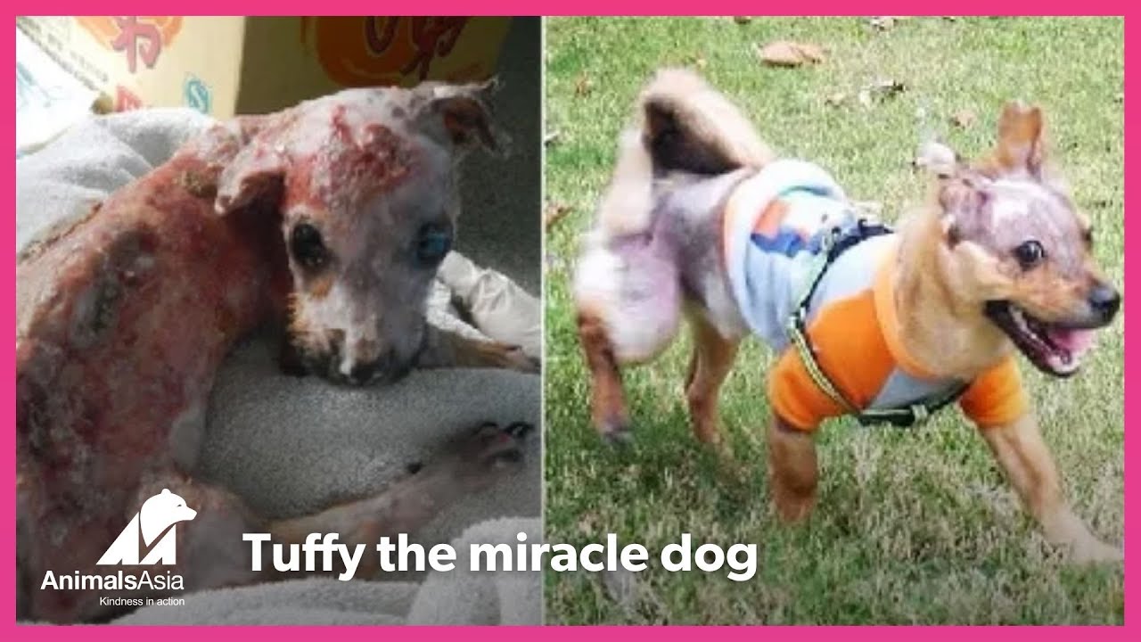 Tuffy - a dog who refused to be beaten by cruelty