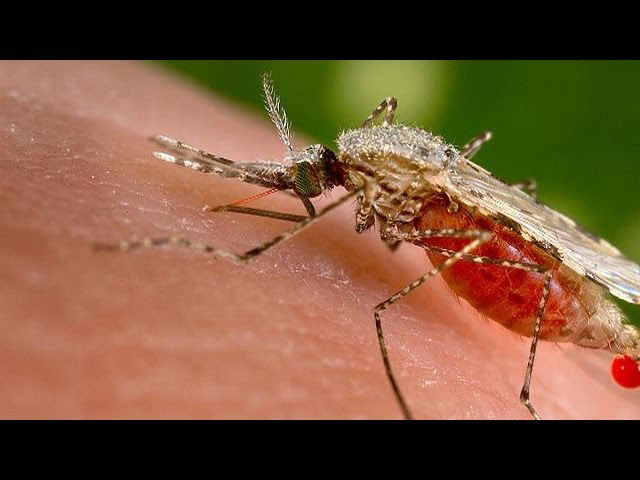 EU registriert Zika-Reiseinfektionen, Brasilien schickt Soldaten zur Moskito-Bekämpfung