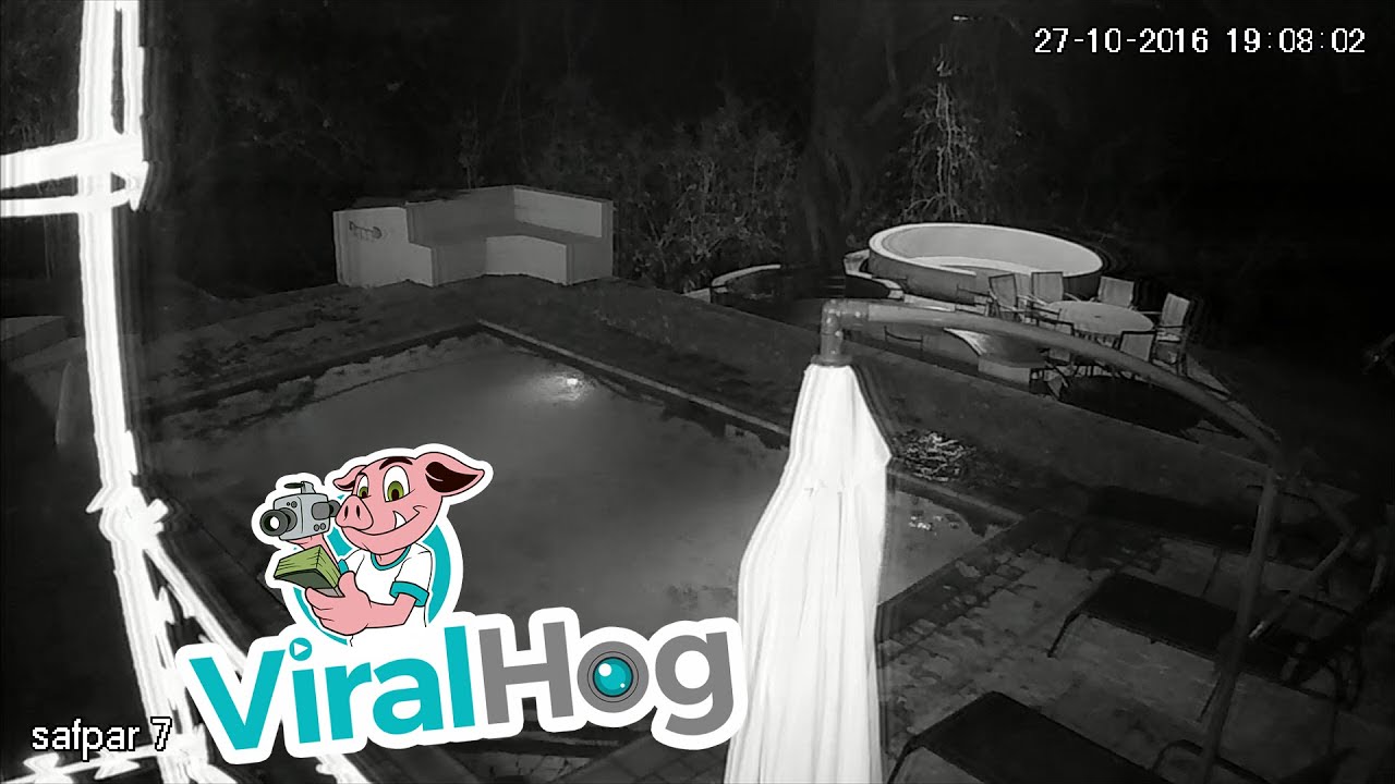 Crocodile Attacks Couple in Private Swimming Pool - CCTV Original || ViralHog