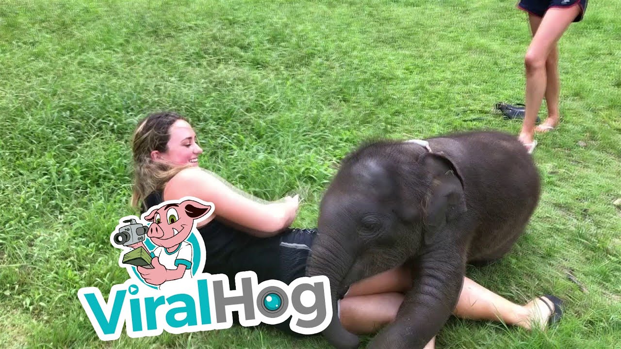 Baby Elephant Cuddles || ViralHog