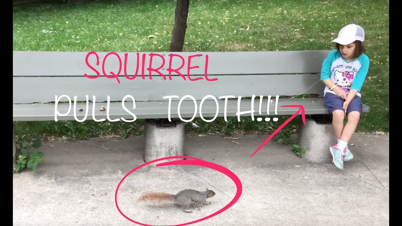 A World First - pulling a tooth using a LIVE SQUIRREL!