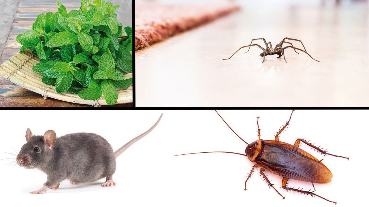 Wenn du diese Pflanze im Haus hast wirst du nie wieder Spinnen, Mäuse oder andere Insekten sehen!