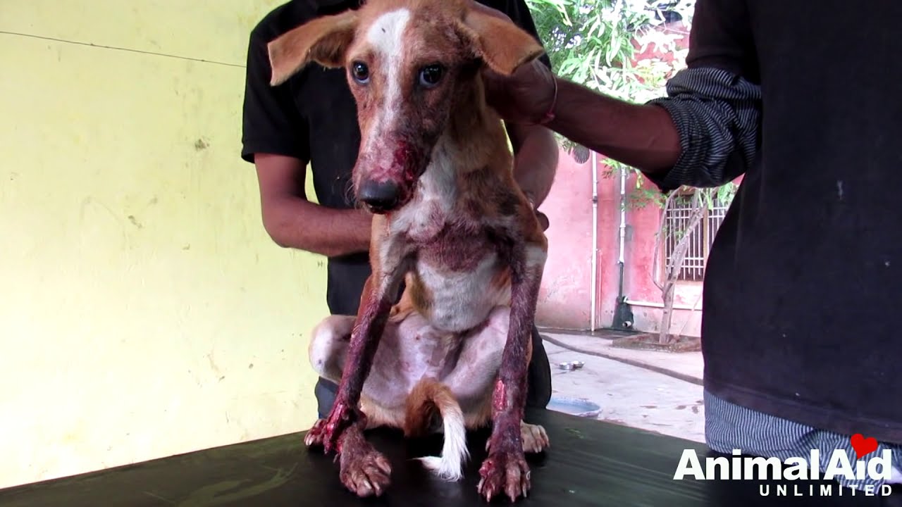 Brutally injured puppy DEFIES ALL ODDS--Watch his astounding transformation.