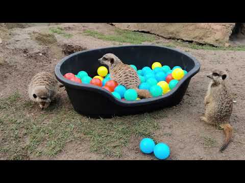 deinZoo - Erdmännchen im Bällebad