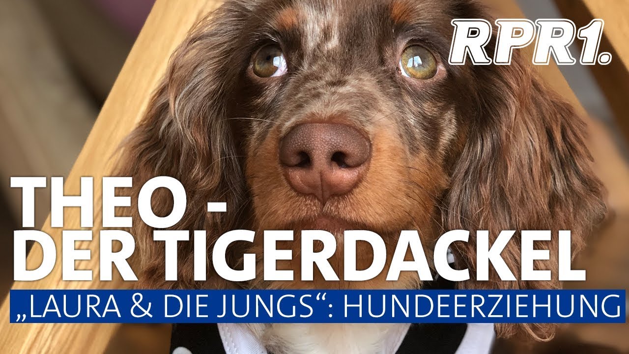 Hundeerziehung mit Theo, dem Tigerdackel