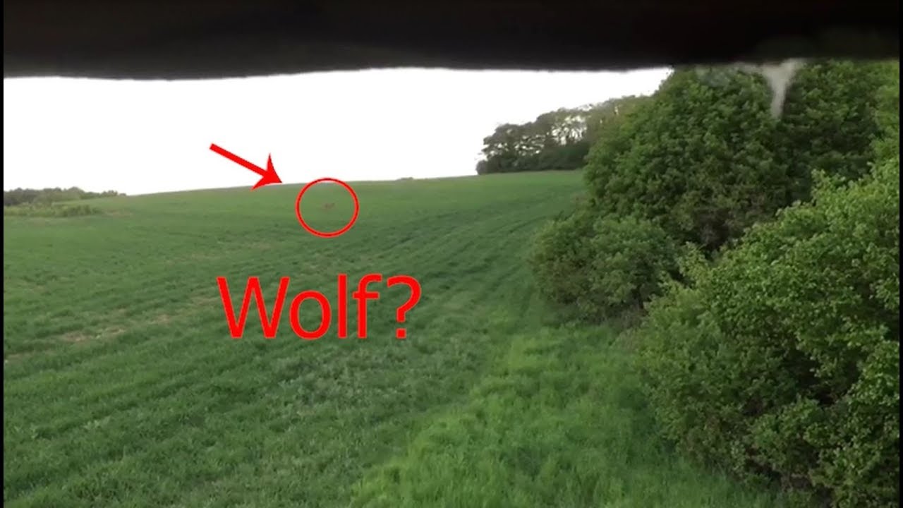 Wolf-Sichtung im Kreis Neuwied