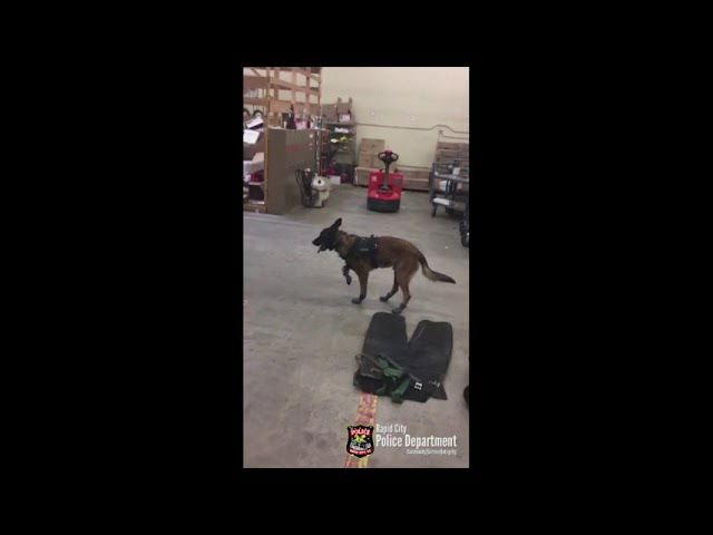 South Dakota police dog not fan of new snow boots