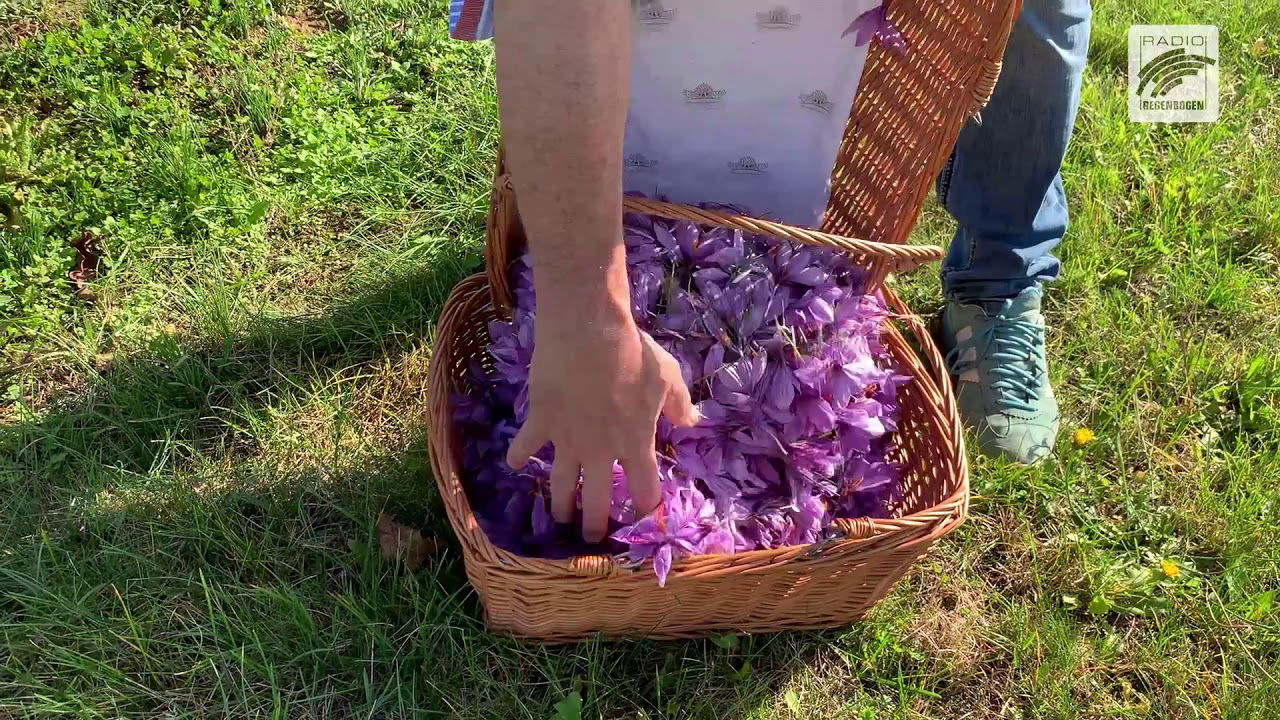 Safran auf dem Weinessiggut Doktorenhof