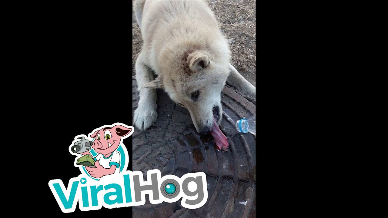 Frozen Tongue Mishap || ViralHog