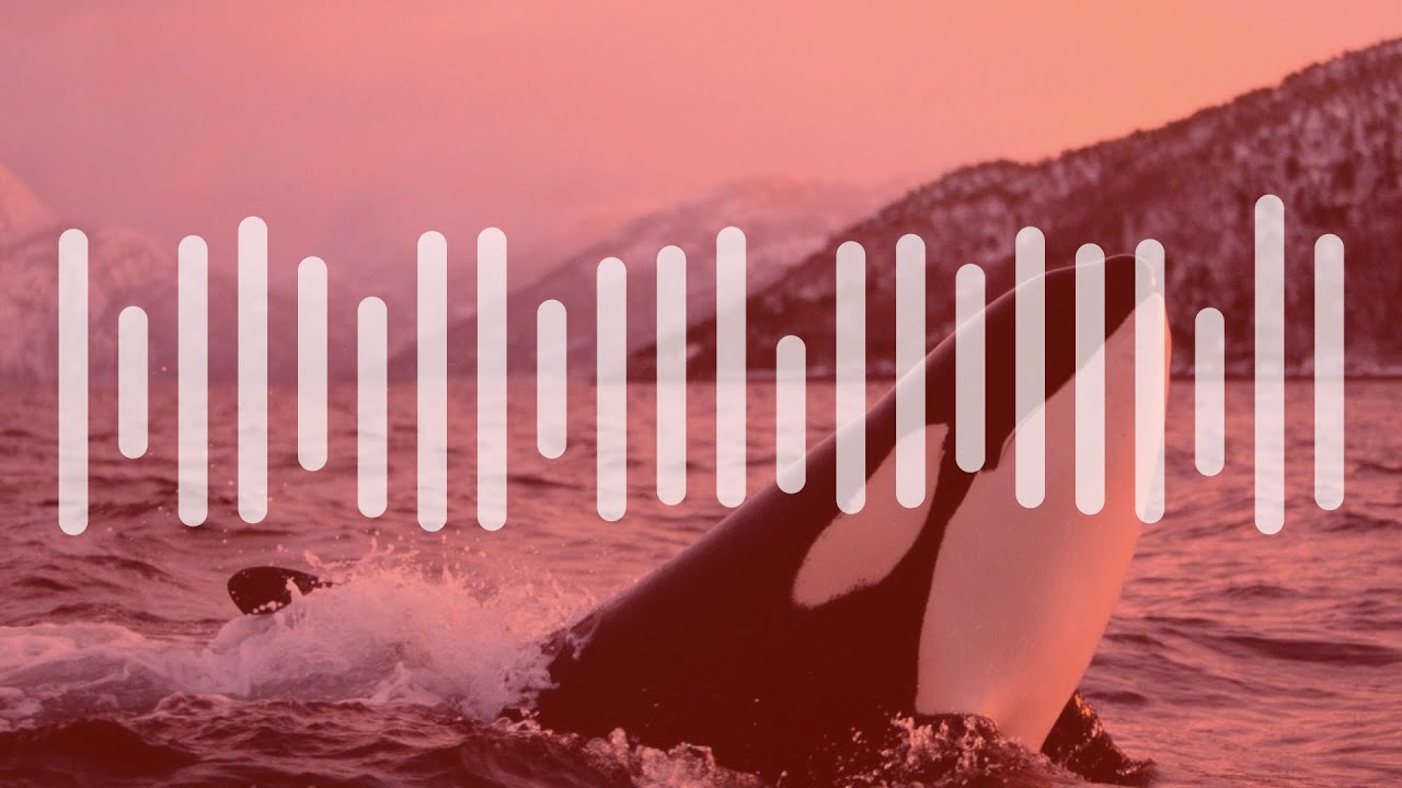 Listen to killer whales mimicking human voices – audio