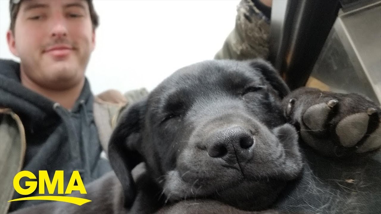 Deaf man adopts deaf rescue puppy and teaches him sign language l GMA Digital