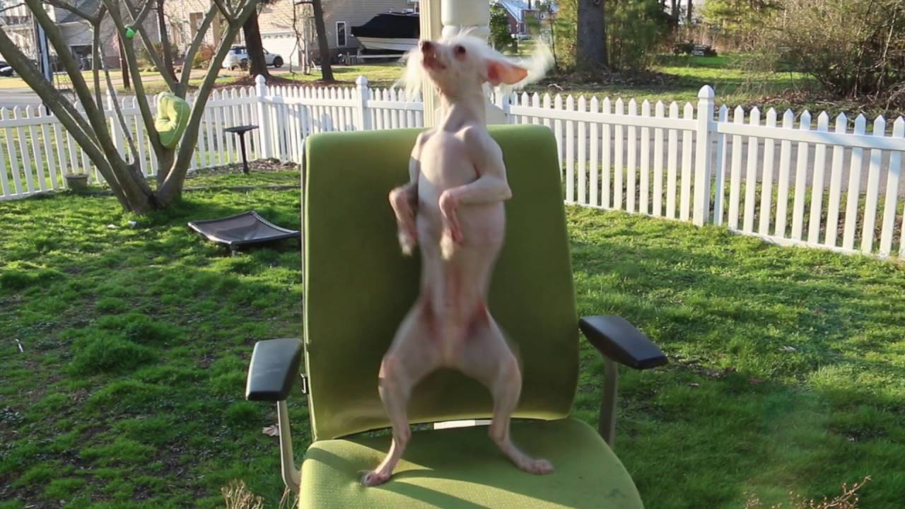 Hairless Dancing Nathan / Drunken Sailor