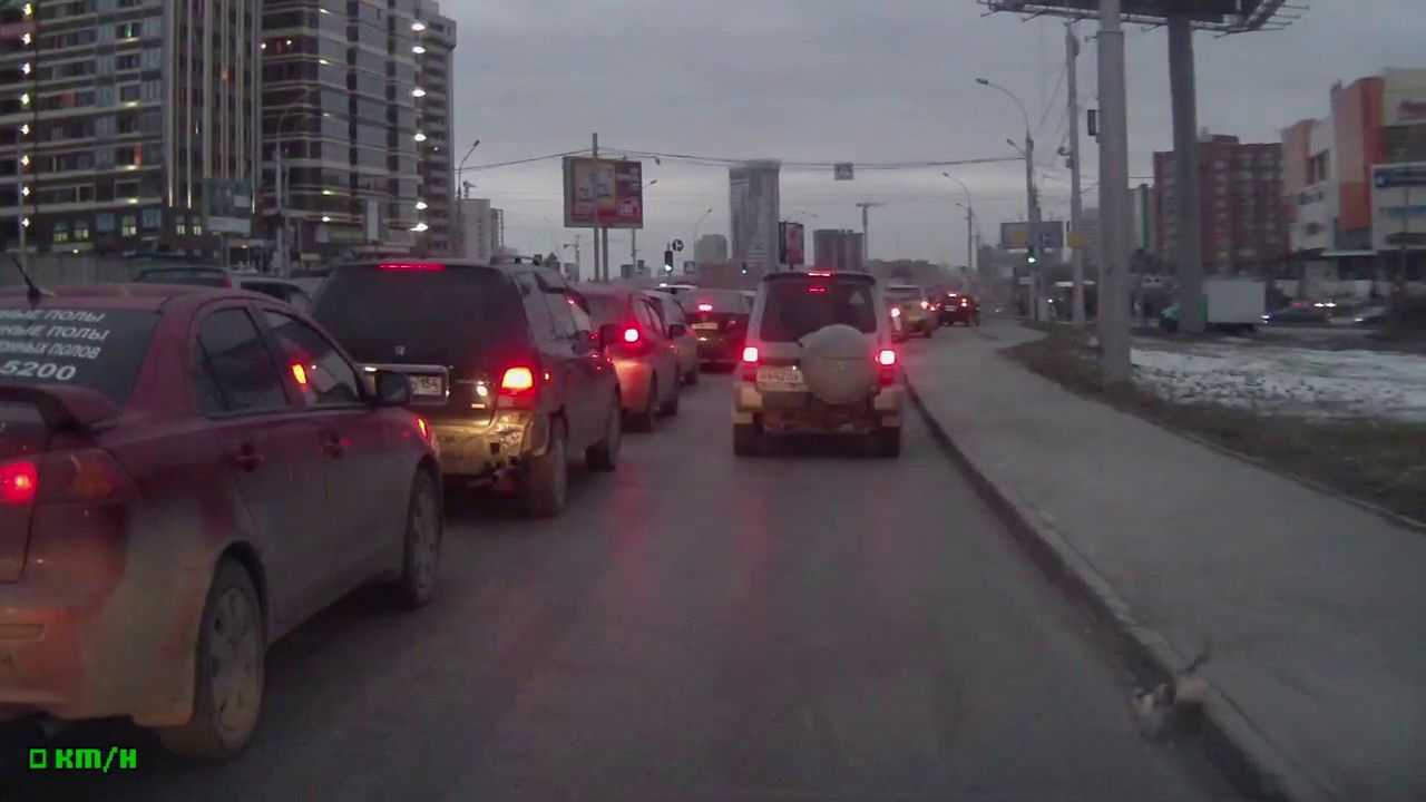 Котенок  на дороге