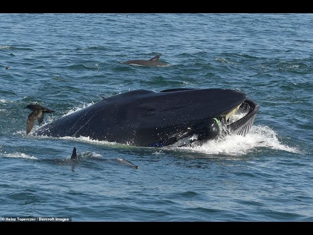 Deutscher fast von Wal verschluckt
