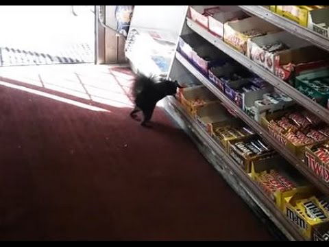SQUIRREL STEALS CHOCOLATE BAR: Kinder Bueno Kleptomaniac