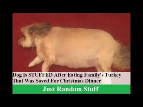 Dog Is STUFFED After Eating Family's Turkey That Was Saved For Christmas Dinner