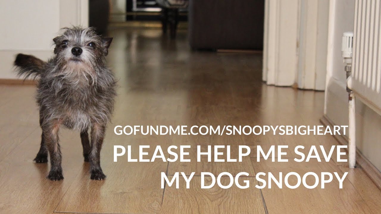 My dog Snoopy needs your help | #SaveSnoopy