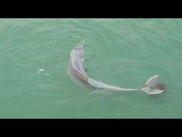 Dolphin's tail caught on fishing hook at Bedok Jetty