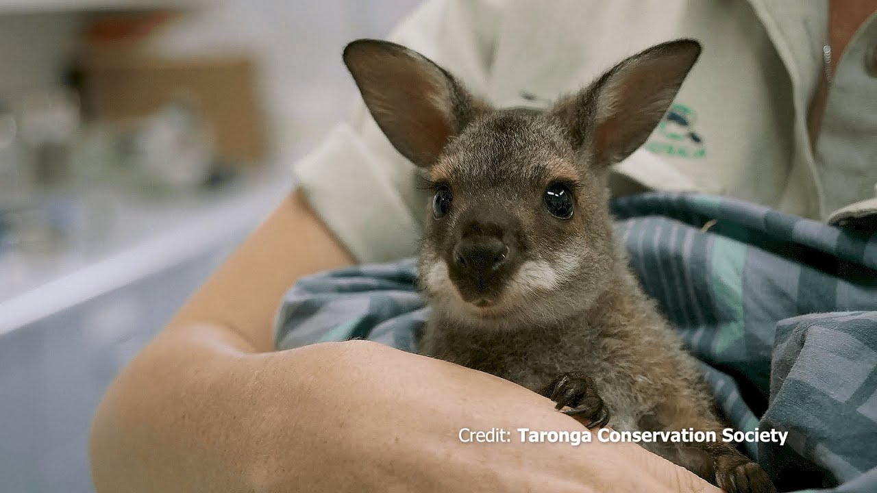 Dominic Thiem und unsere Mitarbeiter helfen Wildtieren Australiens I Tiergarten Schönbrunn