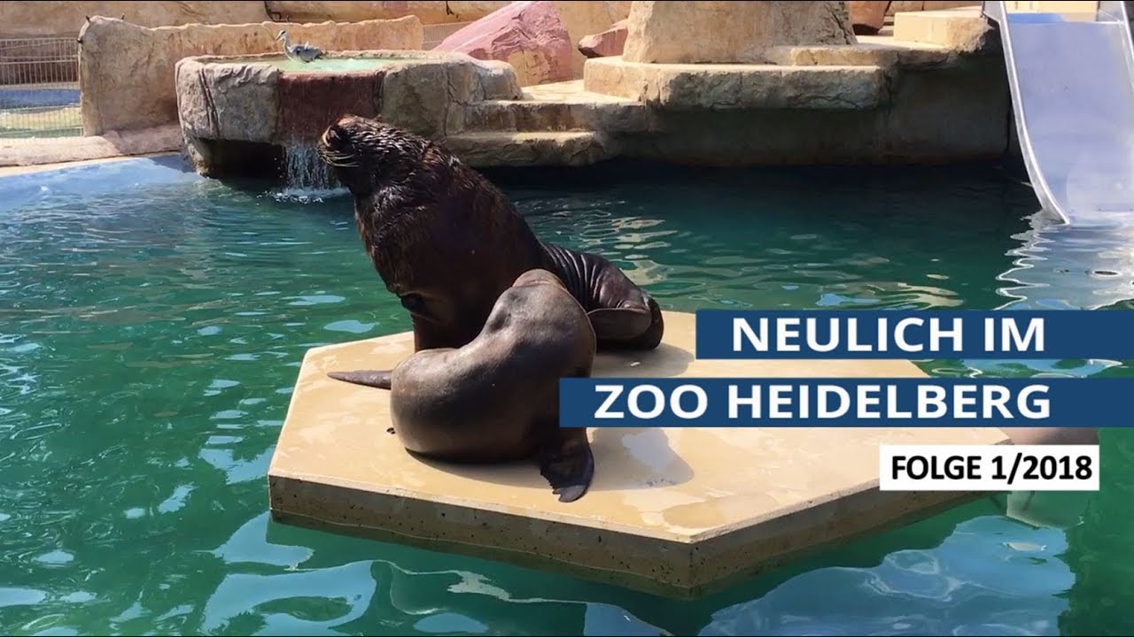 Neulich im Zoo Heidelberg 1/2018