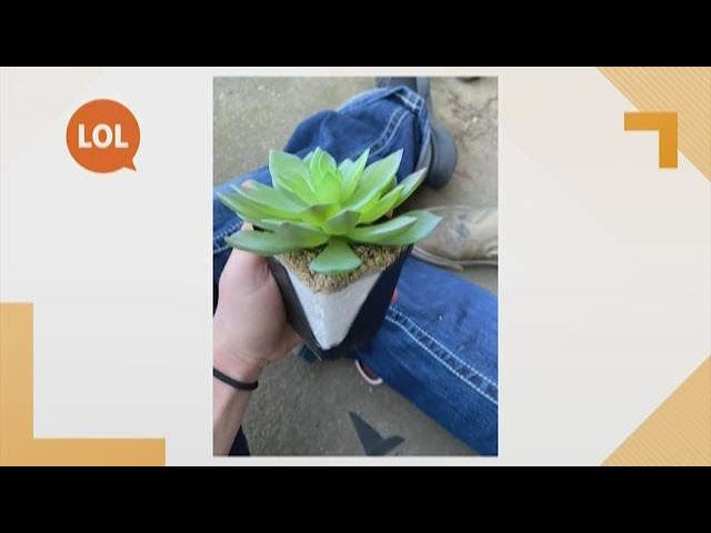 Woman discovers plant she's been watering for 2 years is actually plastic