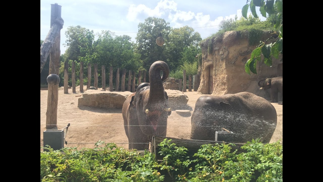 Elefantendusche Zoo Heidelberg