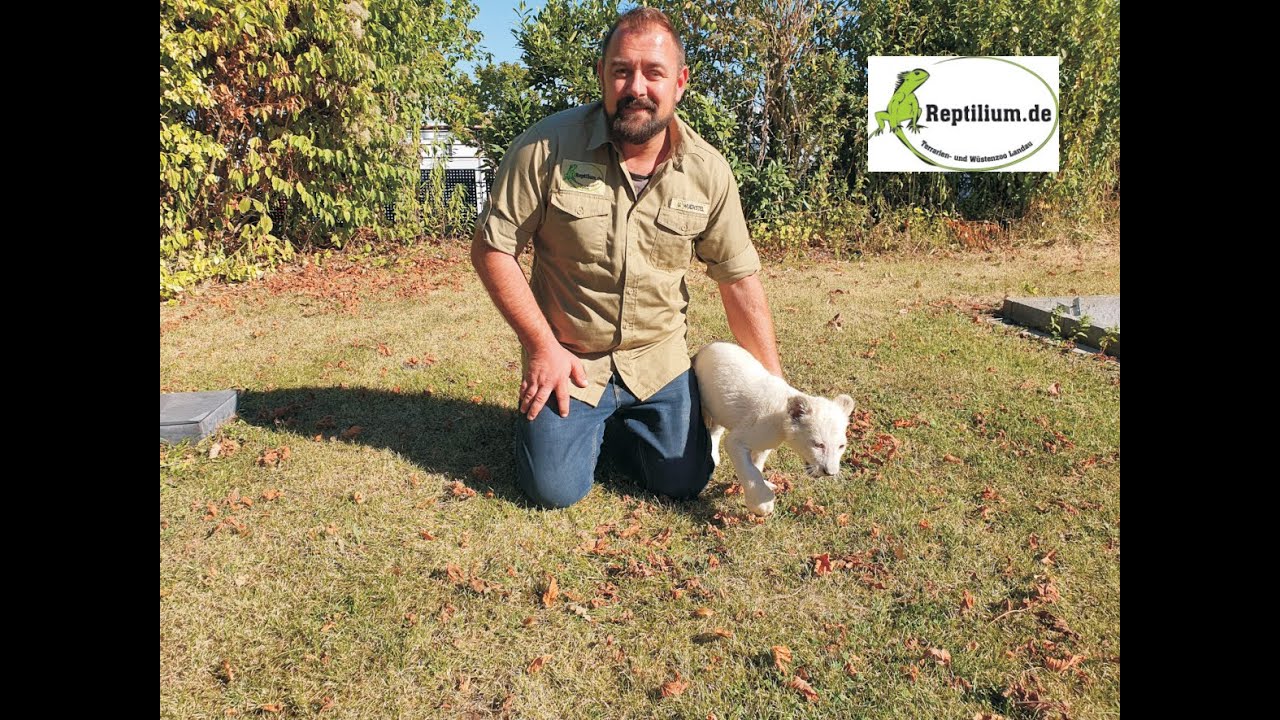 Löwenbaby Lea nach der ersten Nacht im Reptilium Landau