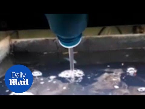 Vile woman takes revenge by pouring BLEACH into ex-lovers fish tank