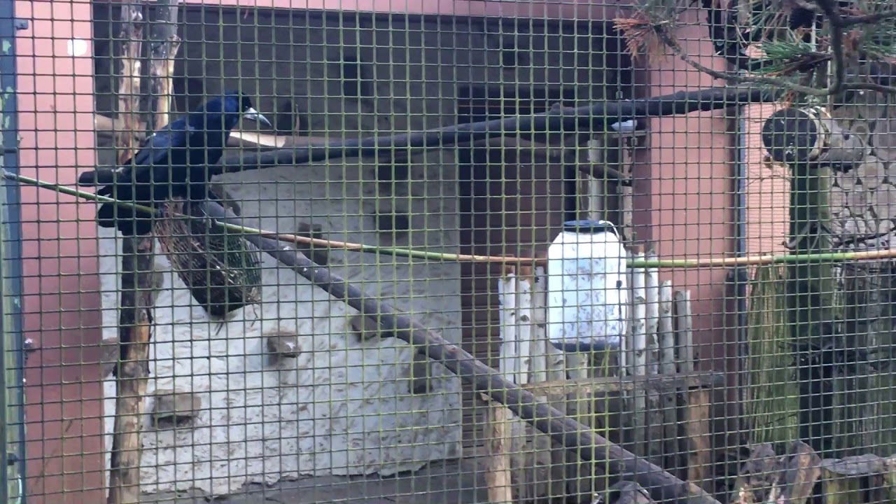 Tierbeschäftigung im Schwarzwaldzoo Waldkirch
