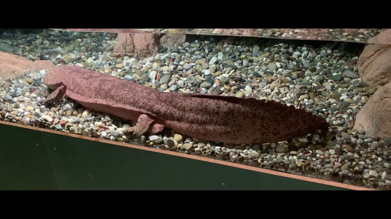 Riesensalamander im Karlsruher Naturkundemuseum