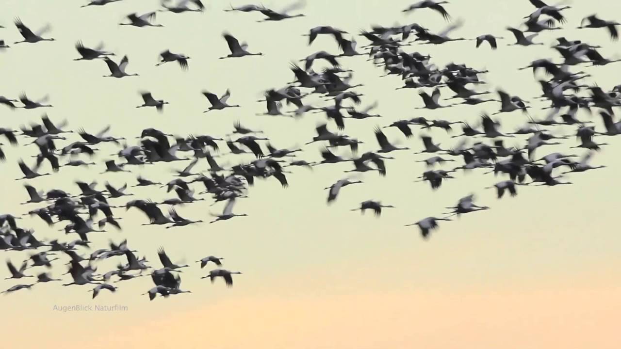 Der Zug der Kraniche - The migration of the cranes