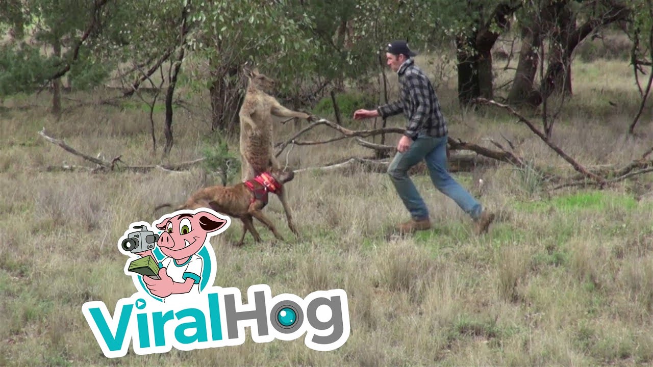 Man Punches a Kangaroo in the Face to Rescue His Dog (Original HD) || ViralHog