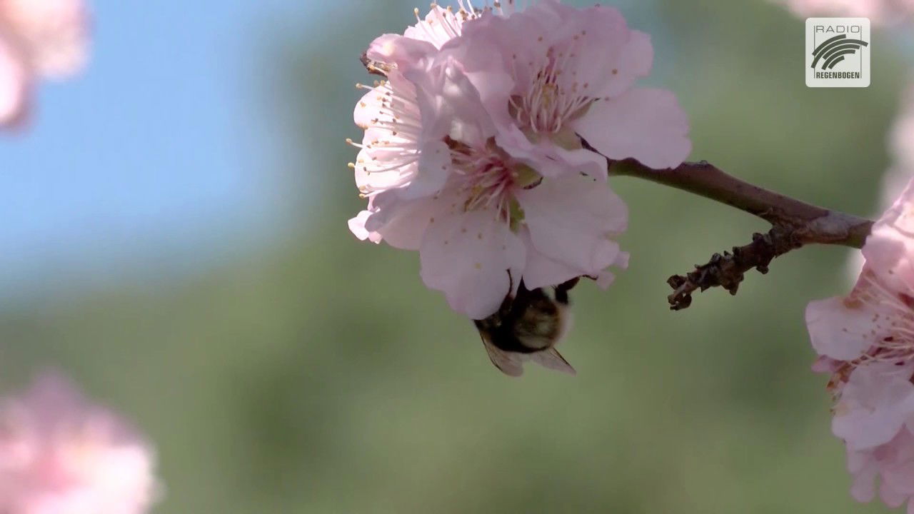 Vorfreude auf das Mandelblütenfest in Gimmeldingen 2019