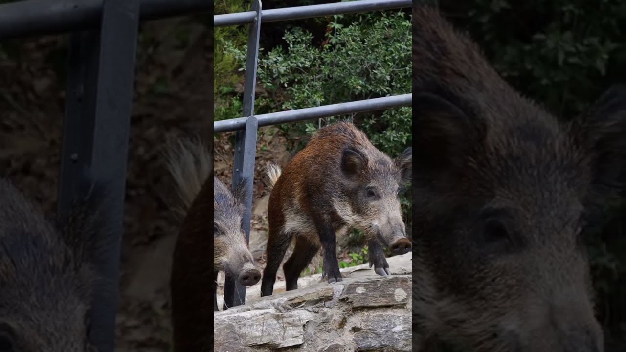 Shakira es atacada por jabalíes #Short