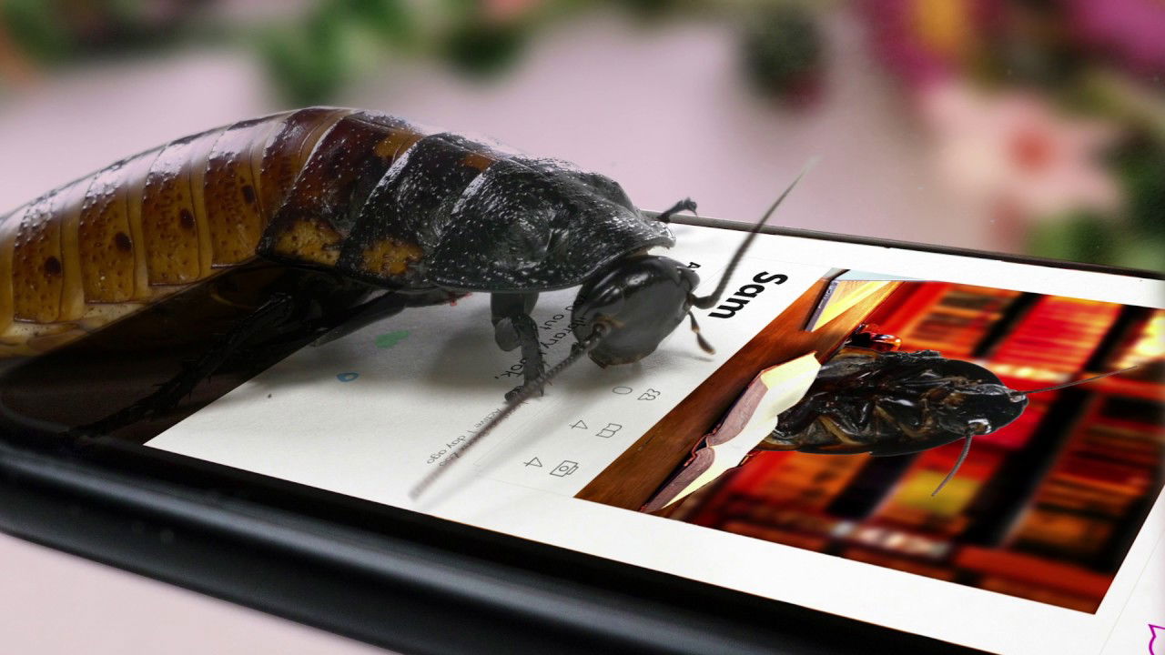 Name a Roach | Bronx Zoo