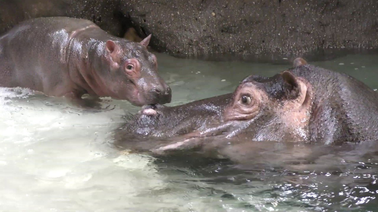 Nilpferd "Halloween" im Karlsruher Zoo