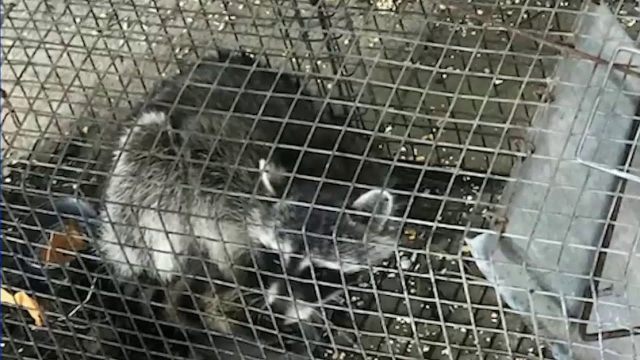 Parent says teacher drowned raccoons during class