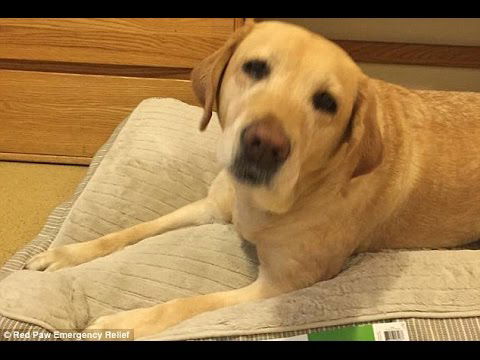 Service dog Yolanda dials 911 during fire and saves blind owner's life by pulling her from house