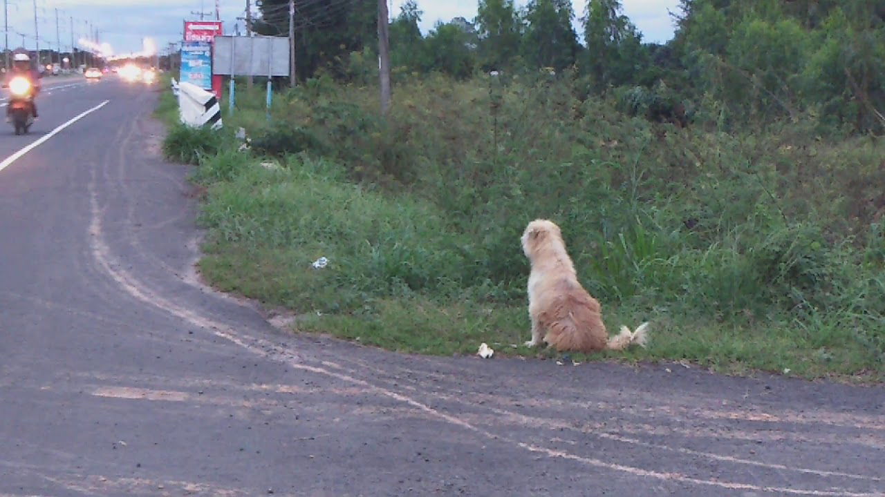 dog waiting for owner for more that 4 years in thailand