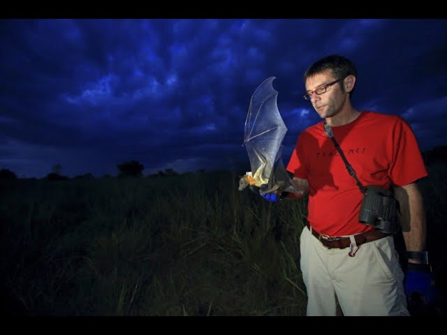 Icarus-Initiative: Tierbeobachtung aus dem All