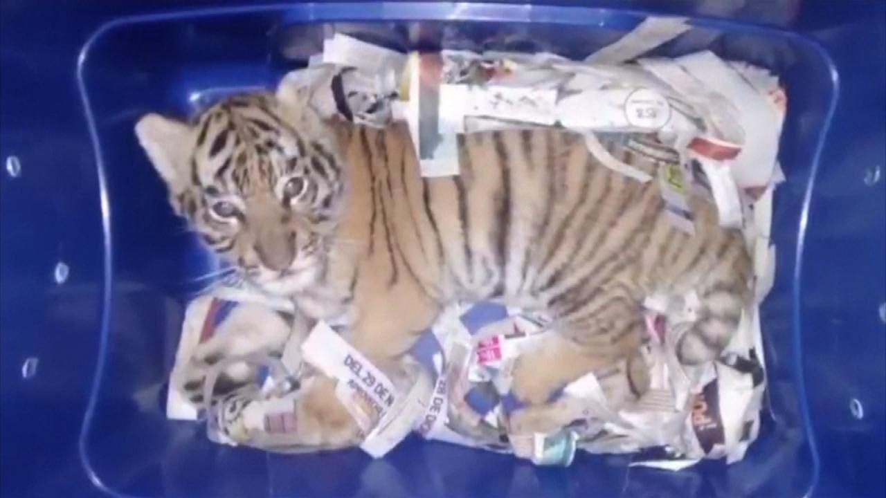 Tiger Cub Found in the Mail by Mexico Police