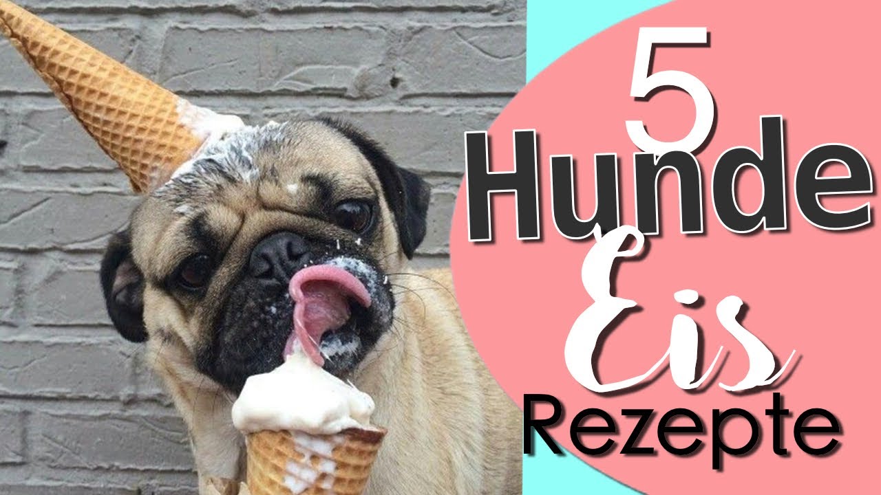 HUNDE EIS selbermachen I 5 schnelle einfache Rezepte mit MiaMops