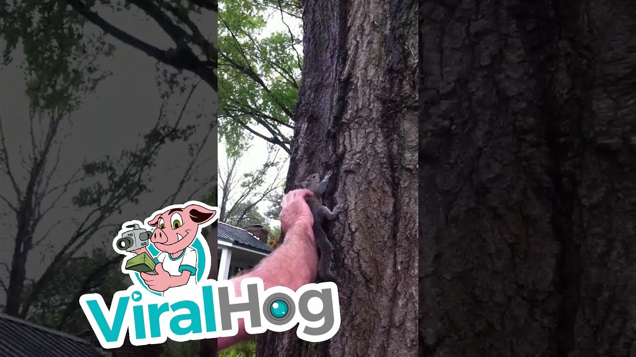 Releasing a Squirrel Goes Very Wrong || ViralHog