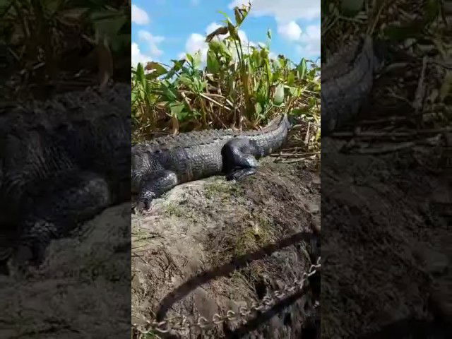 Gator Takes Shortcut Through Tourist Boat